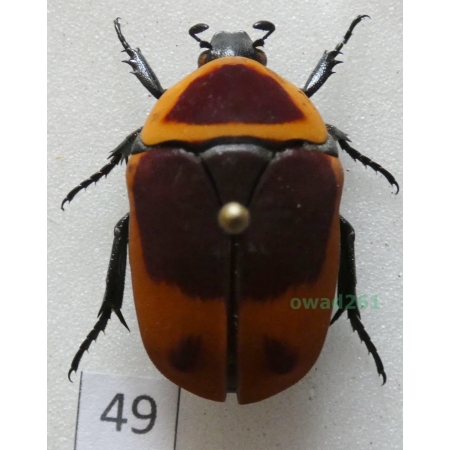 Pachnoda marginata peregrina Kolbe, 1906 ex. ovo Czad49